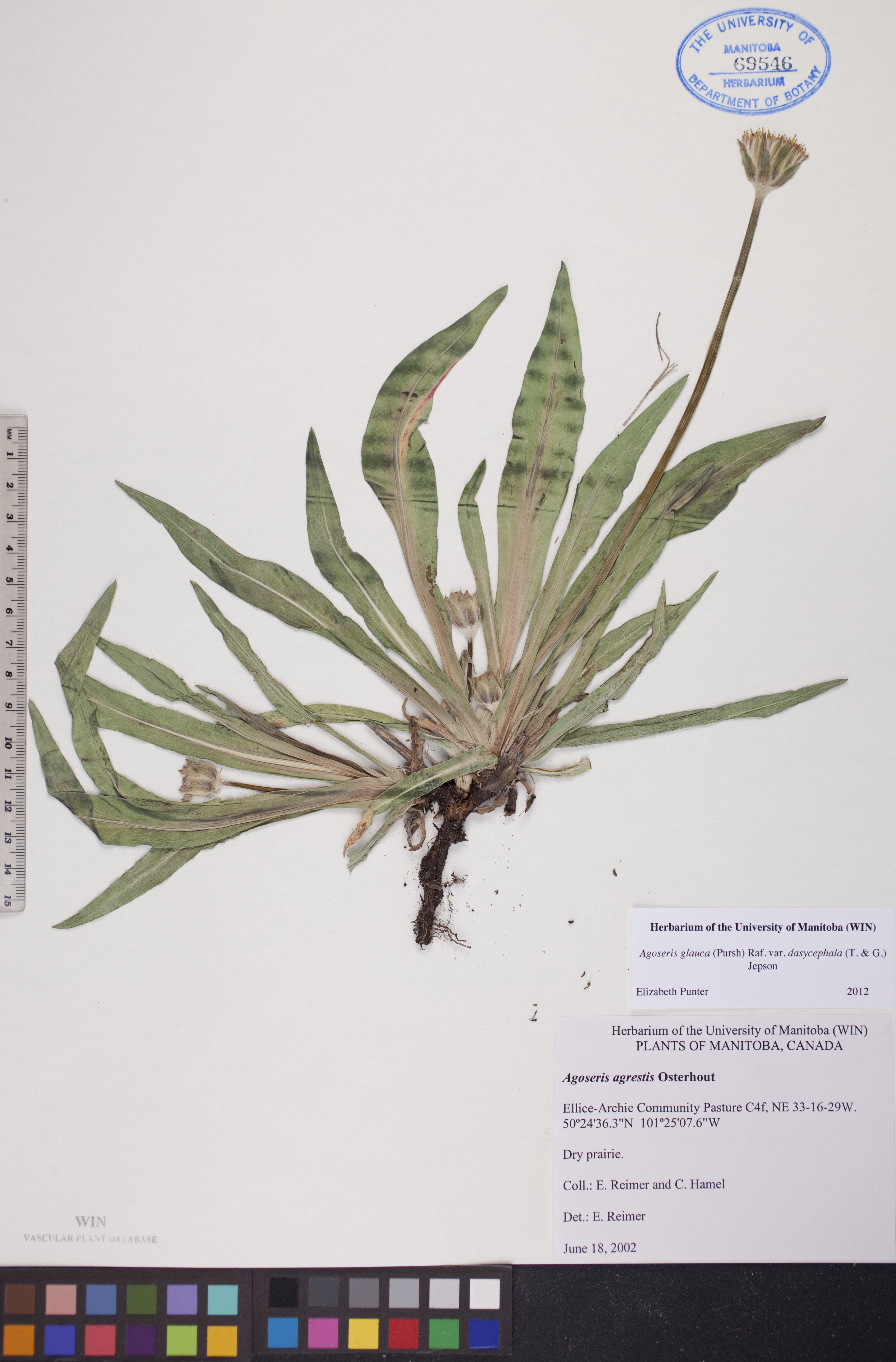 Agoseris glauca var. dasycephala image